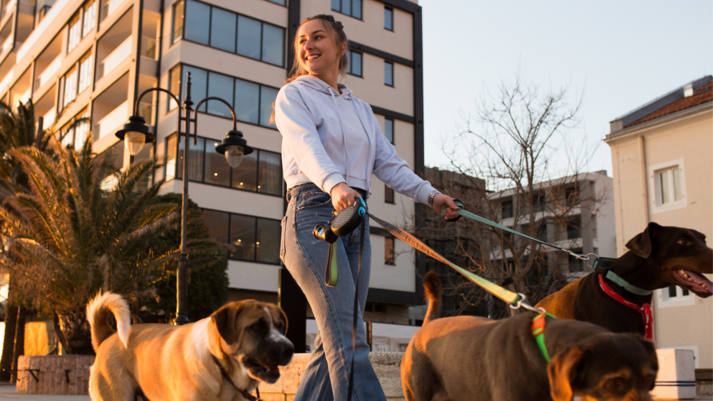 Professional dog walker walking multiple dogs in Columbus, Ohio, illustrating the services included in the cost of dog walking.