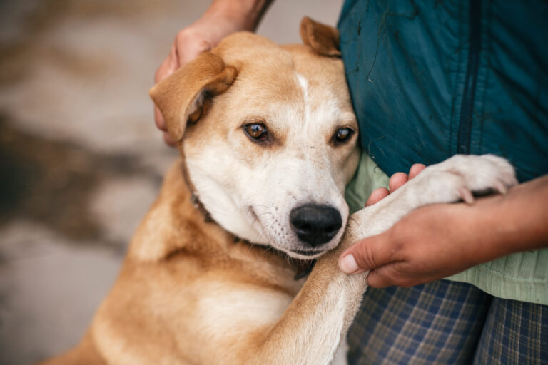 A dog holding someone's hand