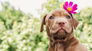 Spring Pet Care Tips for Dogs and Cats in Columbus, Ohio