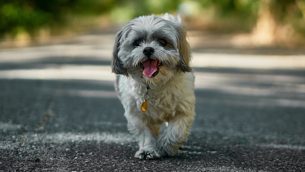 Dog walking in Columbus, Ohio that provides daily exercise and socialization for your pup.