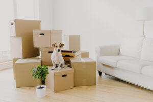A dog in Columbus Ohio sitting on moving boxes in a new home.