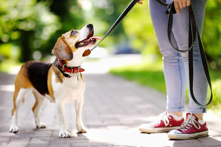 Professional dog walker in Bexley, Ohio providing daily exercise and socialization for your pup.