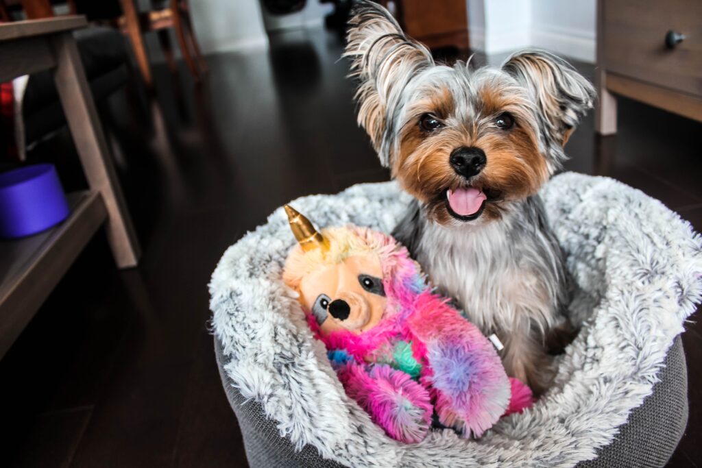 A dog sitting in their bed in a "dog space". Ideal for reducing stress during transition to a new home in Columbus Ohio.