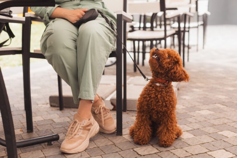 Dog enjoying pet-friendly cafe in Kent, Ohio