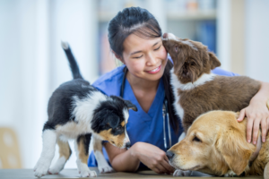 Dogs at the vet in Columbus, Ohio