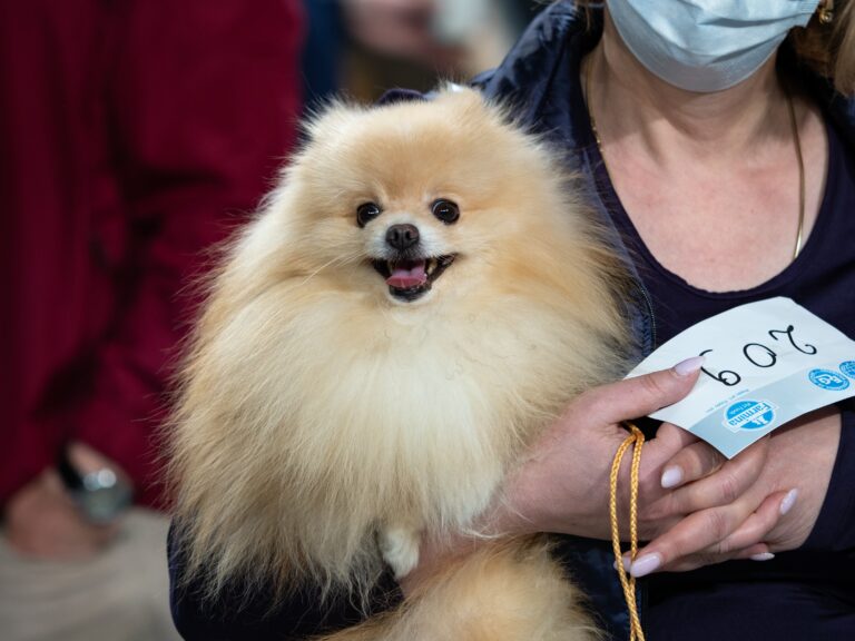 Dog attending Columbus Pet Expo with owner