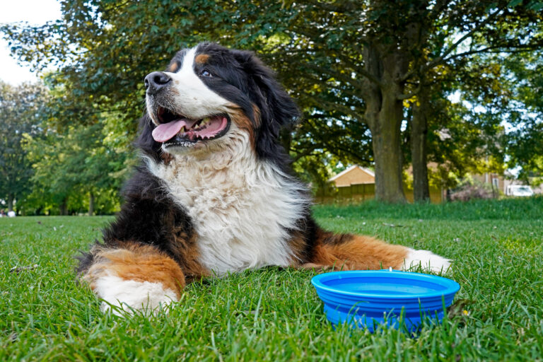 A dog resting on the grass beside a water bowl.