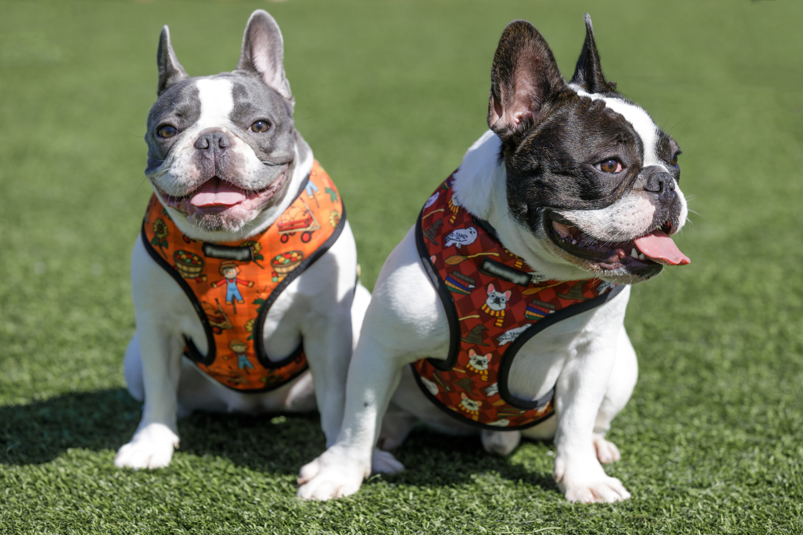 A Comprehensive Guide to Dog Harnesses | Hands N Paws