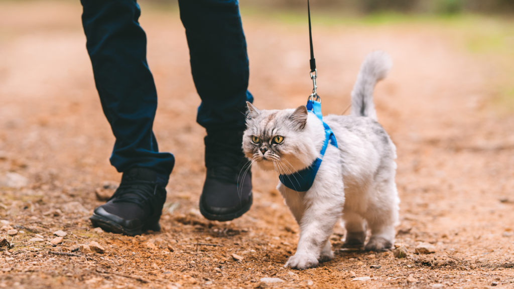 Cat walking on leash in Columbus, Ohio