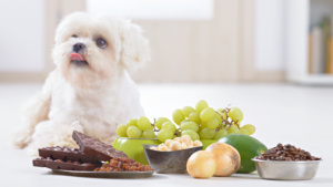 Columbus dog avoids toxic foods - pet safety in Ohio.