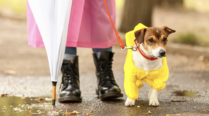 A joyful dog wearing a raincoat on a rainy walk in Columbus, Ohio, showcasing the fun of dog walking services in local weather.