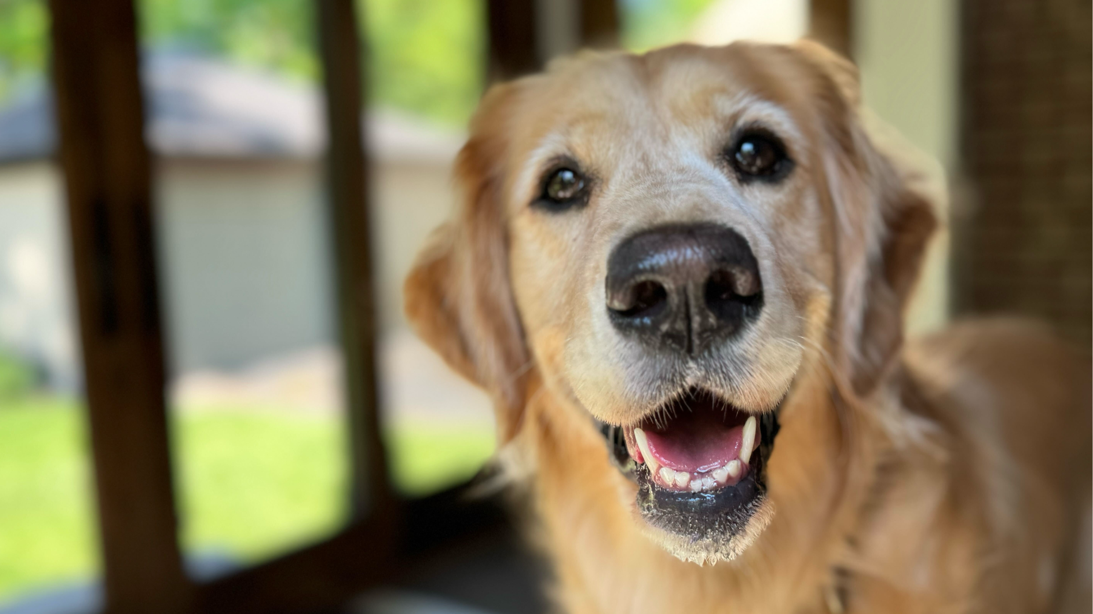 10 Tips for Capturing the Best Photos of Pets Happy staring into the camera, looking up with a big smile, taken by one of our dog walkers in Columbus, Ohio.