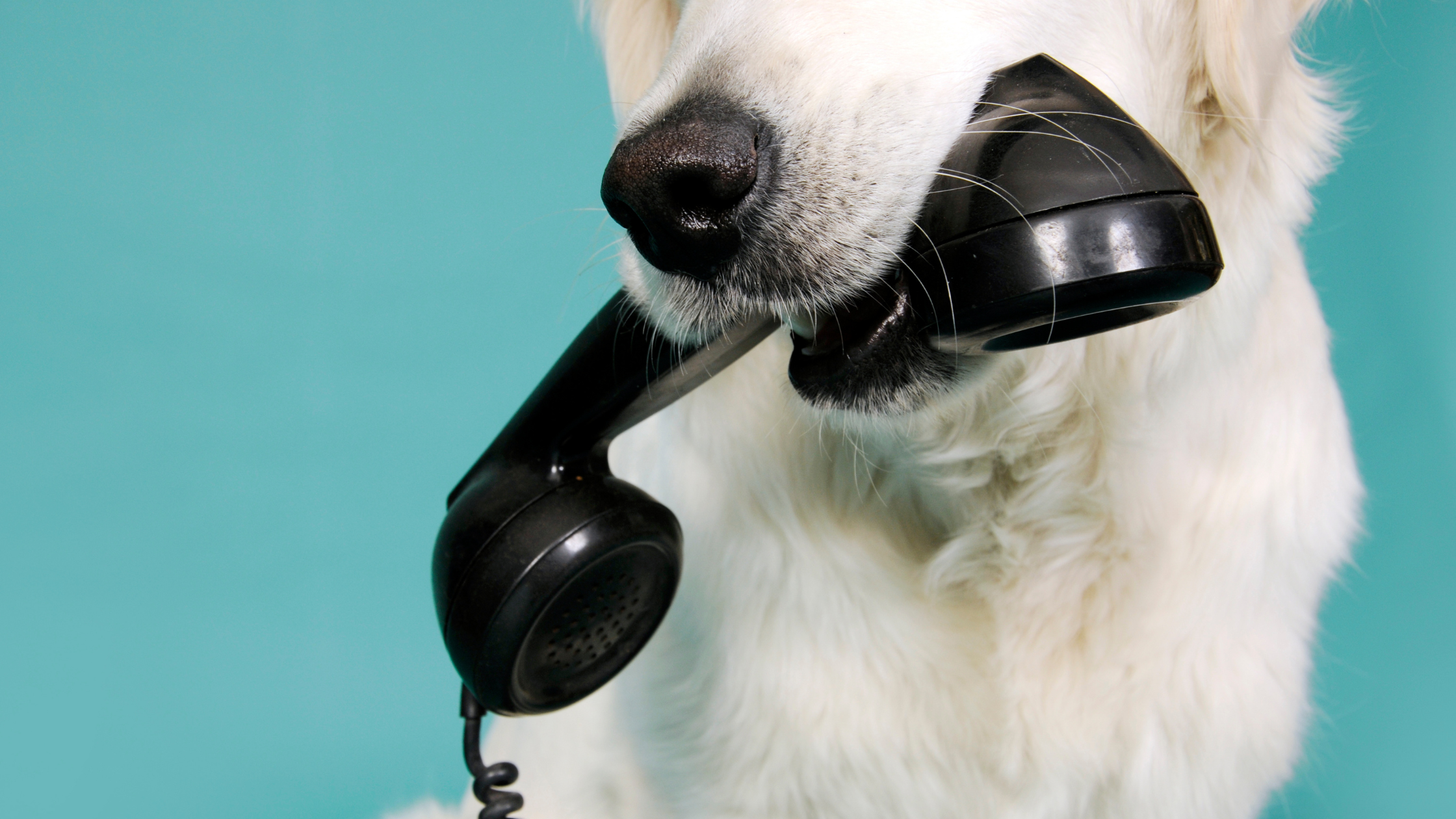 5 Critical Moments for Pet Sitters in Columbus to Contact Pet Parents Dog holding a phone for pet sitter communication