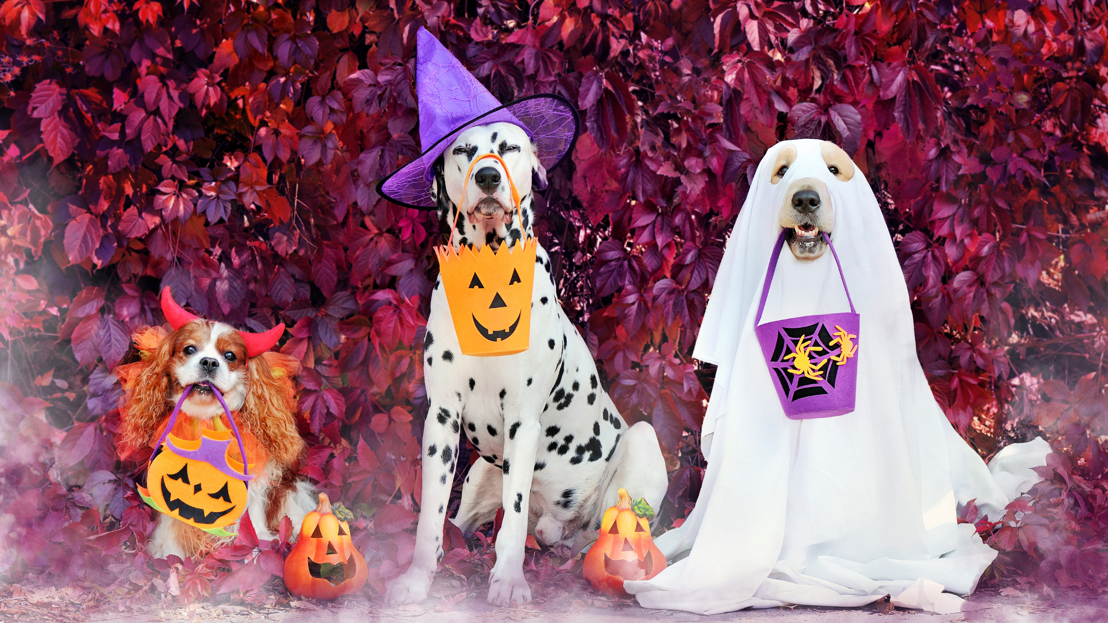 Spooky Season Pet Safety Tips in Columbus, Ohio – Hands N Paws Dog Walking and Pet Sitting Columbus, Ohio Halloween pet safety tips by Hands N Paws - Dog walking and pet sitting services.