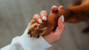 Professional dog sitter in Columbus giving personalized care to a local pup