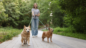 Professional dog walker walking two happy dogs in Columbus, Ohio