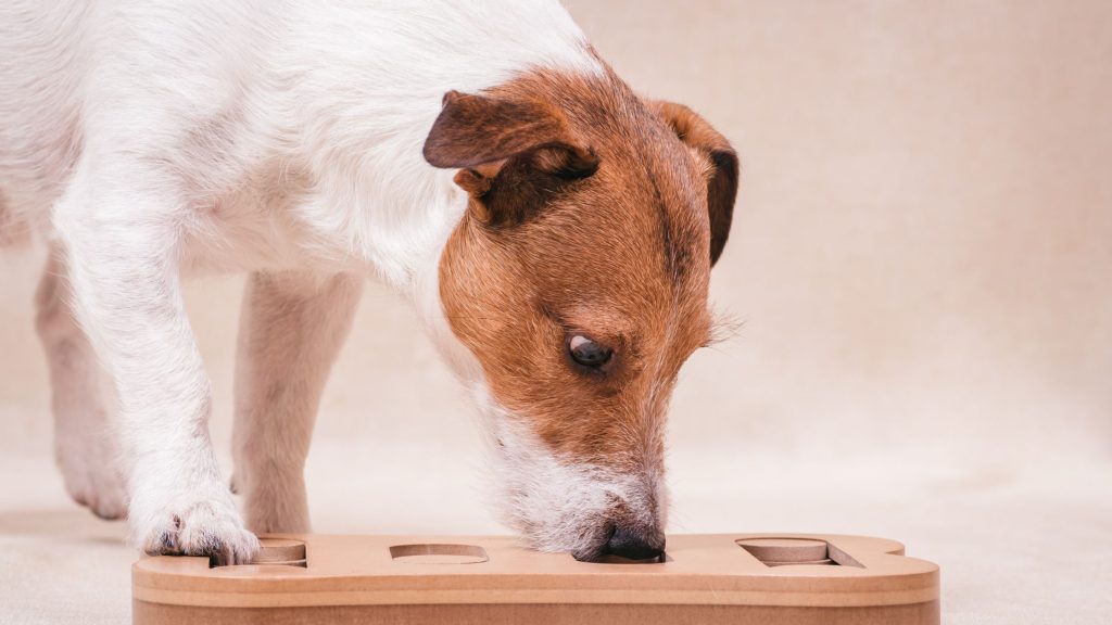 A dog calmly working on a puzzle toy indoors during poor air quality in Columbus, Ohio — demonstrating safe indoor enrichment as an alternative to outdoor walks when the AQI is unhealthy.