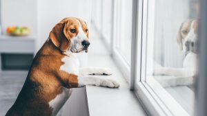 A calm dog looking out a window at home in Columbus, Ohio — illustrating the reality of what most dogs do during alone time: rest, watch, and settle.