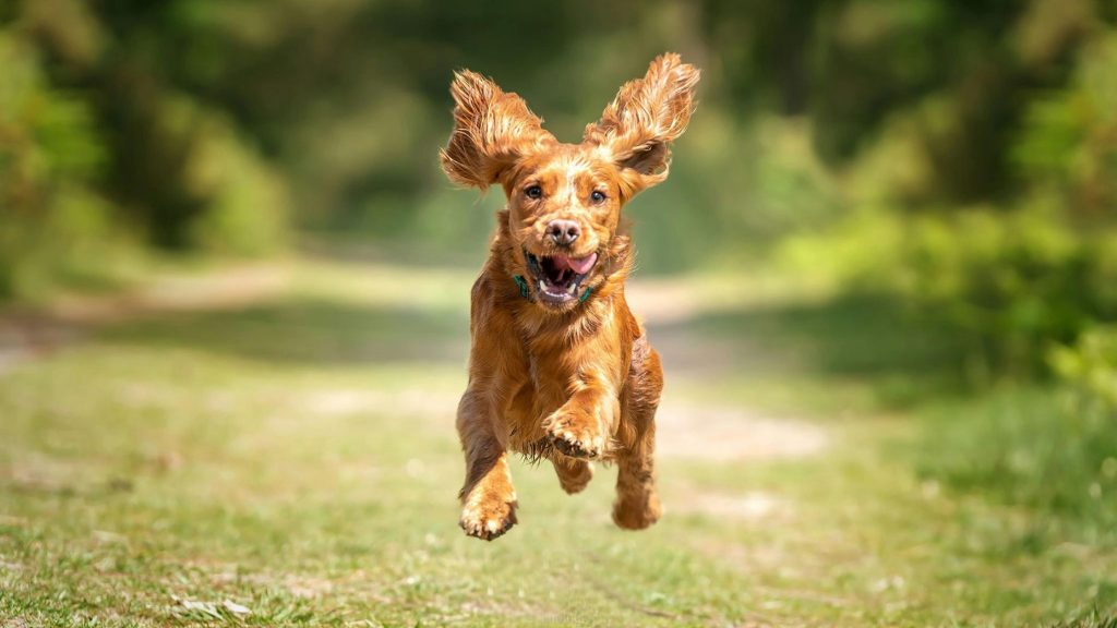 Happy dog running with ears flopping during a professional dog walking visit in Columbus, Ohio — fully engaged and exploring.