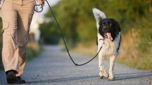 Professional dog walker walking a happy, engaged dog on a leash through a quiet Columbus, Ohio neighborhood — comparing the personalized experience of dog walking versus group doggy daycare.