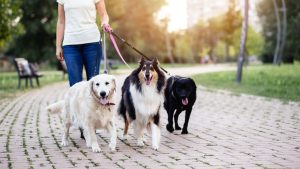 Professional dog walker walking happy, engaged dogs on a tree-lined residential street in Columbus, Ohio.