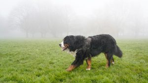 A dog standing outdoors during hazy, smoky conditions in Columbus, Ohio — raising the question of whether it's safe to walk dogs during poor air quality.