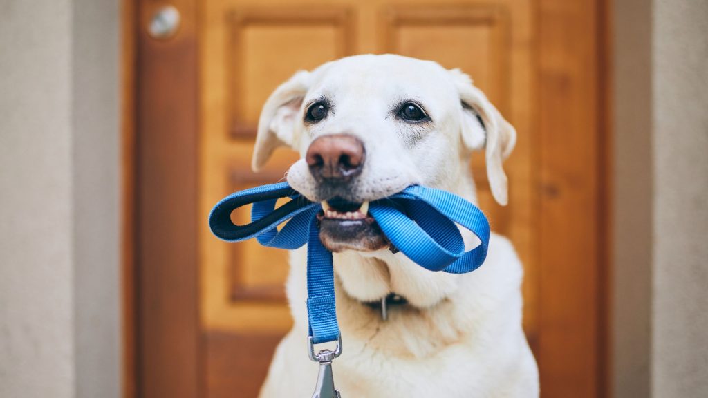 A happy dog greeting their professional dog walker during a midday visit in Columbus, Ohio — showing the bond and trust that makes a midday break the highlight of a dog's day.