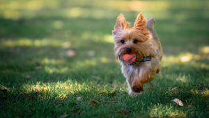 Happy puppy running through a field with a ball in its mouth — capturing the joy of healthy, balanced puppy exercise in Columbus, Ohio.