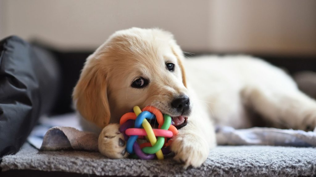 Puppy engaged with a puzzle toy during a professional dog walking visit in Columbus, Ohio — demonstrating mental stimulation as effective exercise.