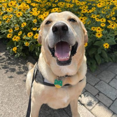 Happy Labrador smiling after a Hands N Paws dog walking visit in Columbus, Ohio
