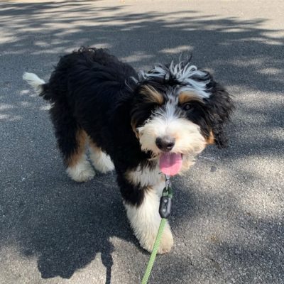 Black and white puppy enjoying a walk with Hands N Paws in Columbus, Ohio