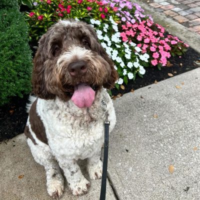 Happy doodle sitting during a Hands N Paws dog walk in Columbus, Ohio