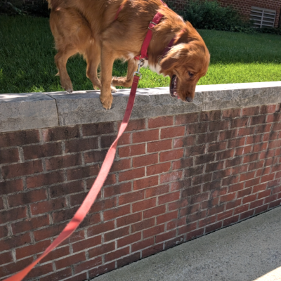 Dog exploring a neighborhood during a Hands N Paws walk in Columbus, Ohio