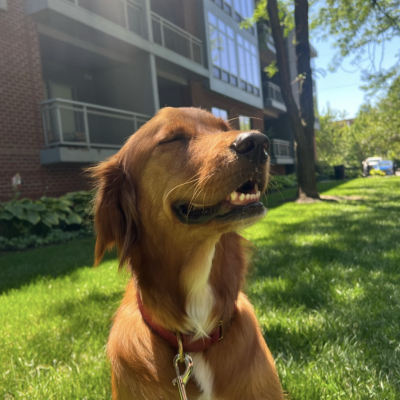 Golden Retriever enjoying a weekday dog walk with Hands N Paws in Columbus, Ohio