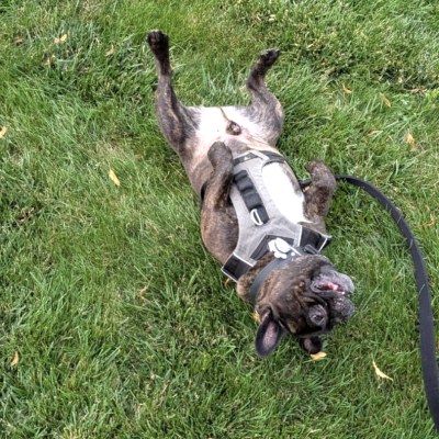 Playful dog rolling in the grass during a Hands N Paws dog walking visit in Columbus, Ohio